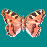 Butterfly image